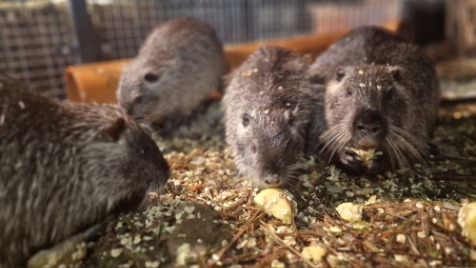 Zdjęcie aktualizacji 177 396