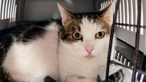 Zdjęcie aktualizacji 177 857