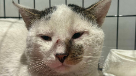 Zdjęcie aktualizacji 182 156