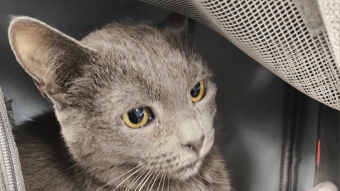 Zdjęcie aktualizacji 182 434