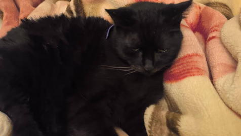 Zdjęcie aktualizacji 182 562