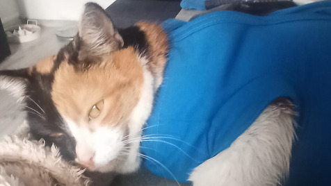 Zdjęcie aktualizacji 182 709