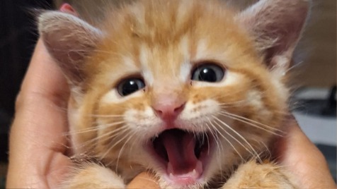 Zdjęcie aktualizacji 183 184