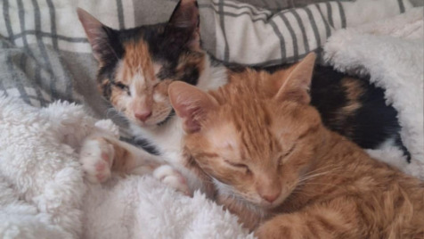 Zdjęcie aktualizacji 183 426