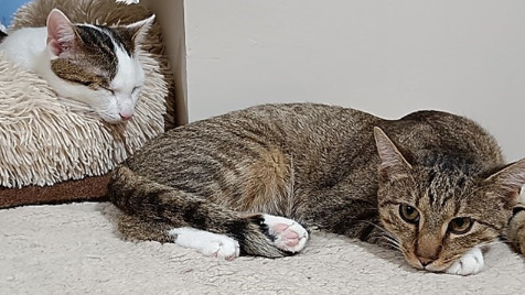 Zdjęcie aktualizacji 183 428