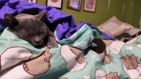 Zdjęcie aktualizacji 183 536