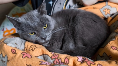 Zdjęcie aktualizacji 183 883