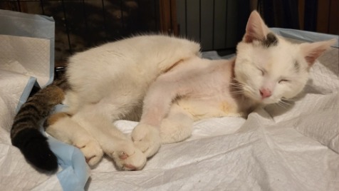 Zdjęcie aktualizacji 184 056