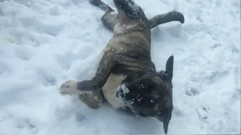 Zdjęcie aktualizacji 184 065