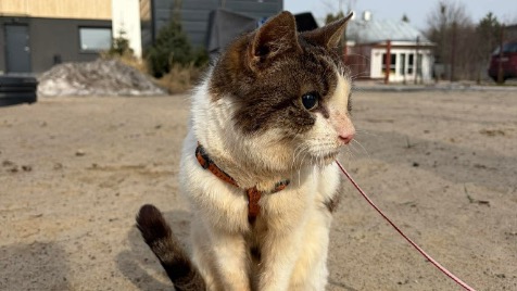 Zdjęcie aktualizacji 184 660