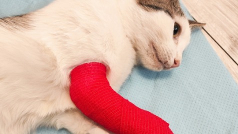 Zdjęcie aktualizacji 184 730