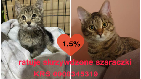 Zdjęcie aktualizacji 185 207