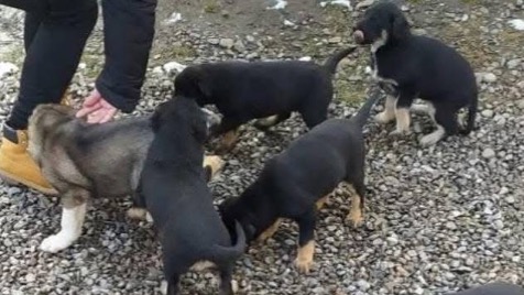 Zdjęcie aktualizacji 185 515