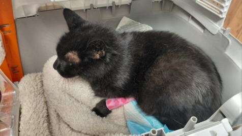 Zdjęcie aktualizacji 185 996