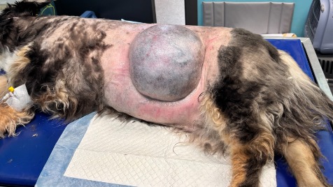 Zdjęcie aktualizacji 186 437