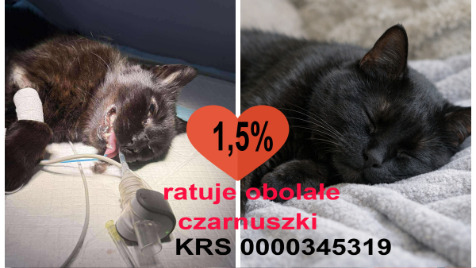 Zdjęcie aktualizacji 186 467