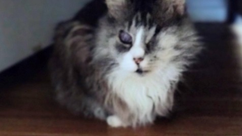 Zdjęcie aktualizacji 186 822