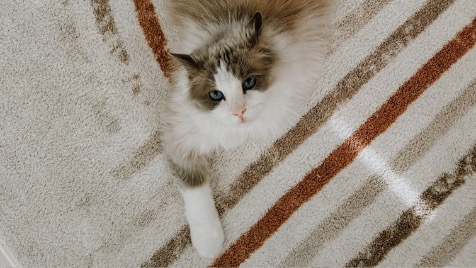 Zdjęcie aktualizacji 186 922