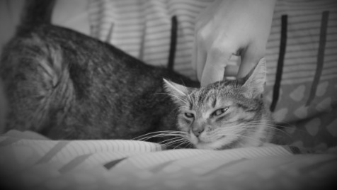 Zdjęcie aktualizacji 35 445