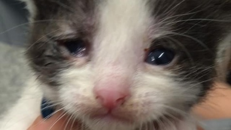 Zdjęcie aktualizacji 38 143