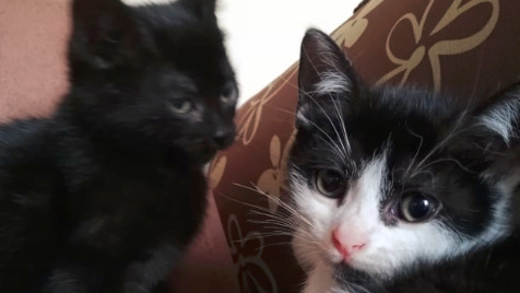 Zdjęcie aktualizacji 40 314