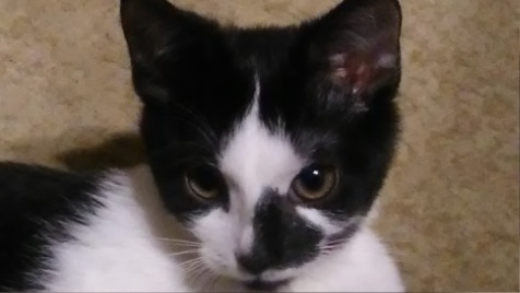 Zdjęcie aktualizacji 41 896