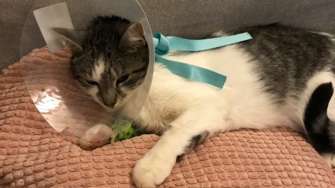 Zdjęcie aktualizacji 42 838