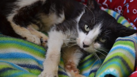 Zdjęcie aktualizacji 48 851