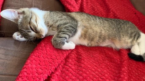 Zdjęcie aktualizacji 49 474