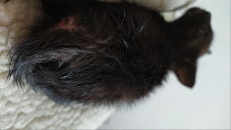 Zdjęcie aktualizacji 51 861