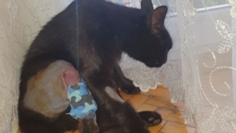 Zdjęcie aktualizacji 52 189