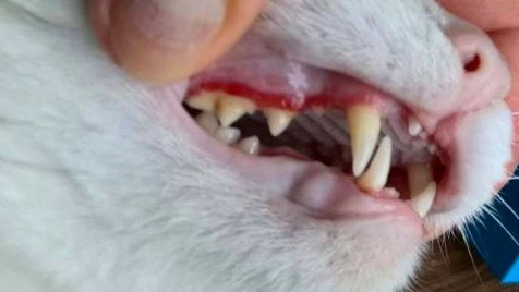 Zdjęcie aktualizacji 63 268