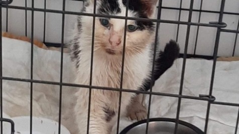 Zdjęcie aktualizacji 66 885