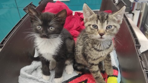 Zdjęcie aktualizacji 68 746