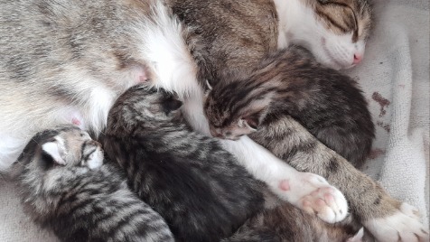 Zdjęcie aktualizacji 71 013