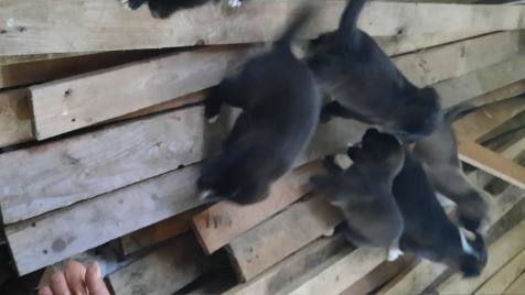 Zdjęcie aktualizacji 71 431