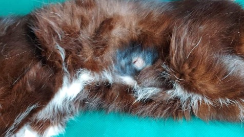 Zdjęcie aktualizacji 71 443