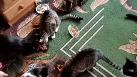 Zdjęcie aktualizacji 73 104