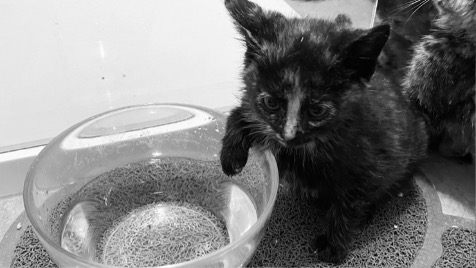 Zdjęcie aktualizacji 81 038