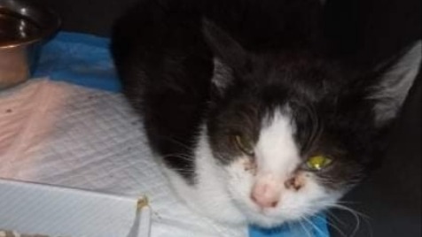 Zdjęcie aktualizacji 82 546