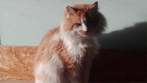 Zdjęcie aktualizacji 83 318