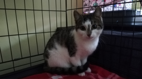 Zdjęcie aktualizacji 85 276