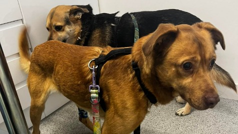 Zdjęcie aktualizacji 85 913