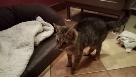 Zdjęcie aktualizacji 88 830