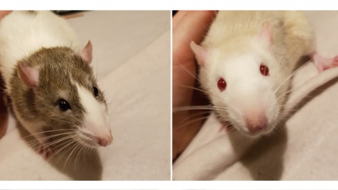 Zdjęcie aktualizacji 92 328