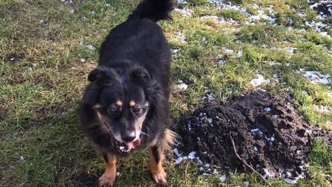 Zdjęcie aktualizacji 95 936