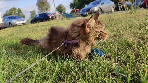 Zdjęcie aktualizacji 99 026