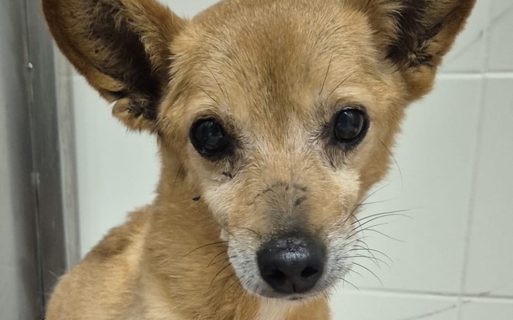 Pies w schronisku, z wyraźnym smutkiem w oczach.