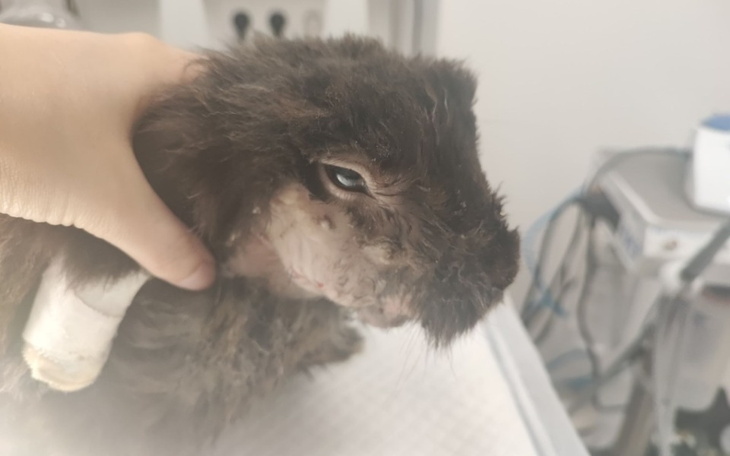 Zbiórka walczymy o zdrowie Alberta - zdjęcie główne