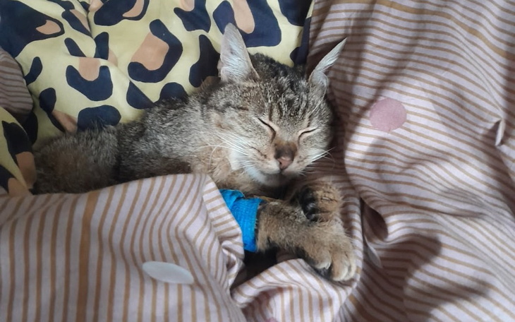 Śpiący kot owinięty w koc, z niebieskim bandażem na łapie.